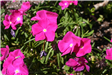 Pink Impatiens
